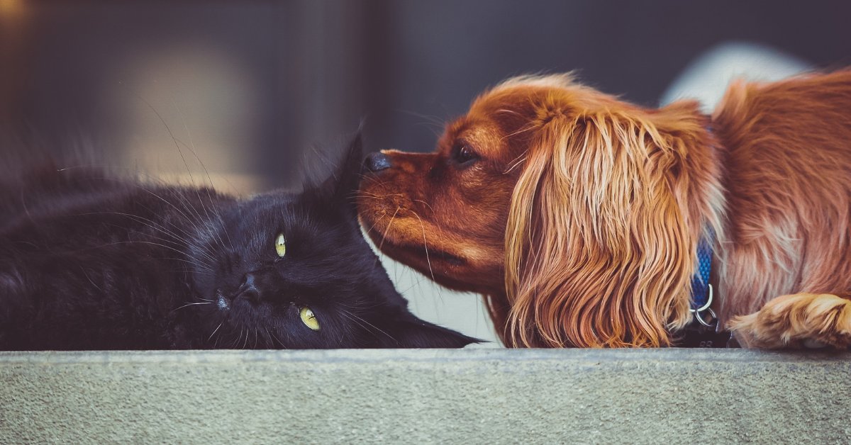 Black cat and brown dog laying next to each other on the ground.