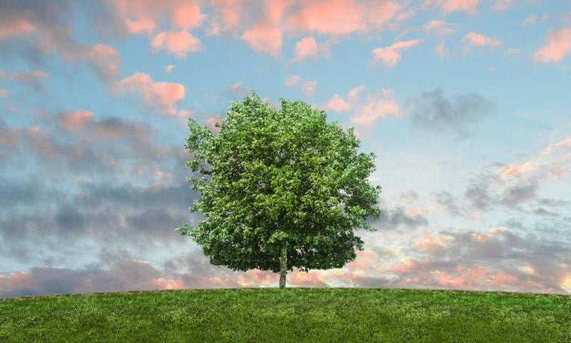 Why Choose Cremation? The Reasons are Myriad