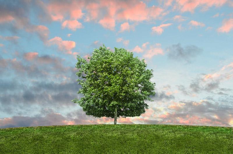 Why Choose Cremation? The Reasons are Myriad