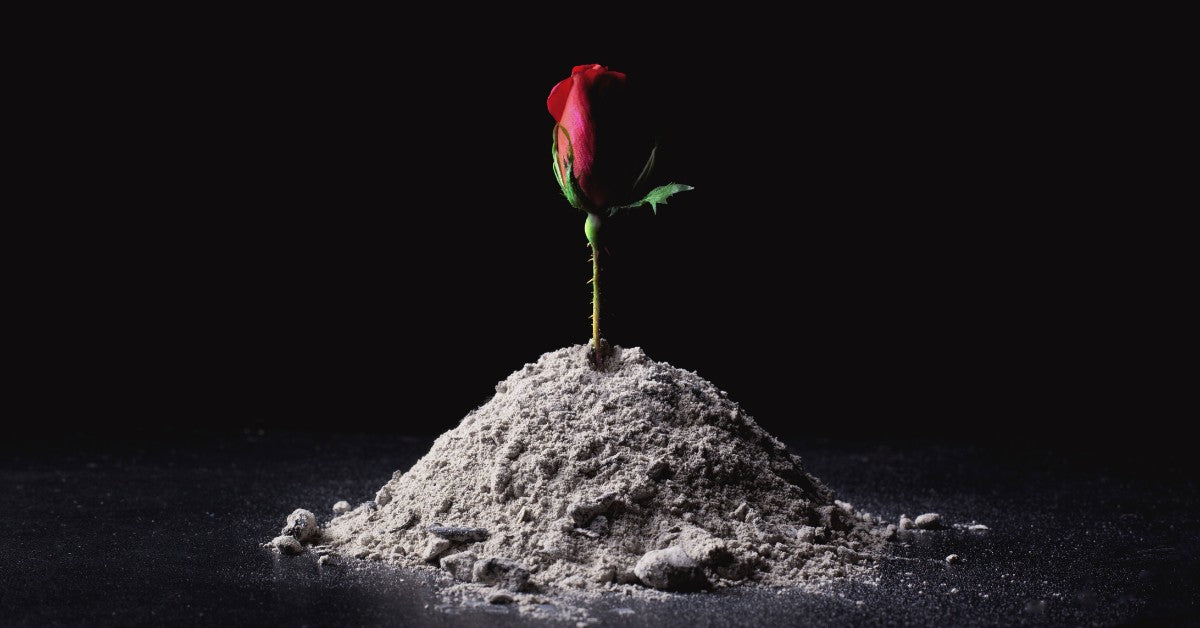 Cremation ashes gathered with a rose planted at the top.