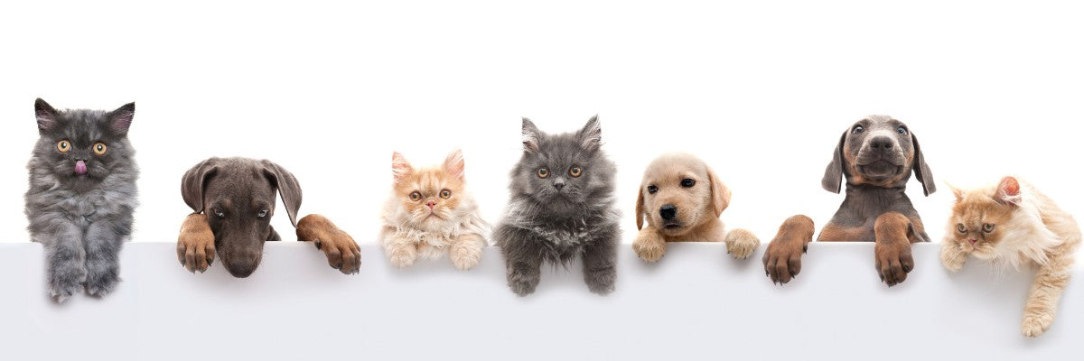 What Happens to My Pets If I Pass? - In The Light Urns