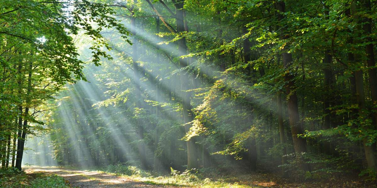 Forest pathway with tall, green trees illuminated from the sun above.