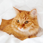 Cat Memorial Urn & Crystal Rectangle Set - Pet Cremation Crystal Urn