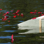 Roses Peaceful Pillow® Water Burial Cremation Urn - Biodegradable Water Burial At Sea Urn - Wide River Urn